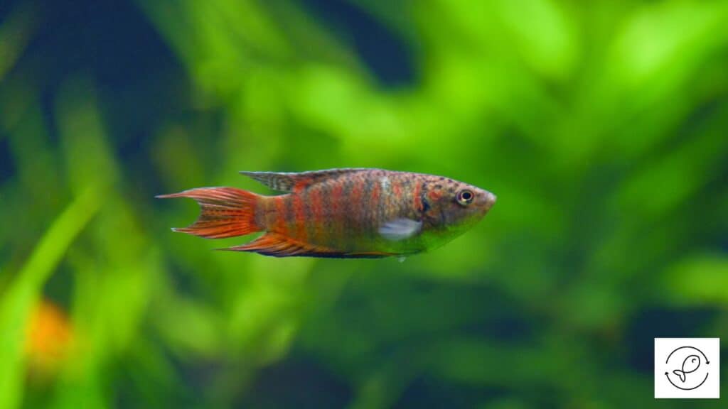 Paradise fish