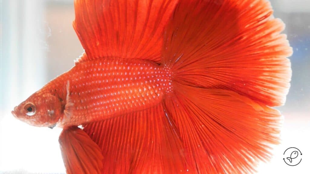 Popular freshwater fish