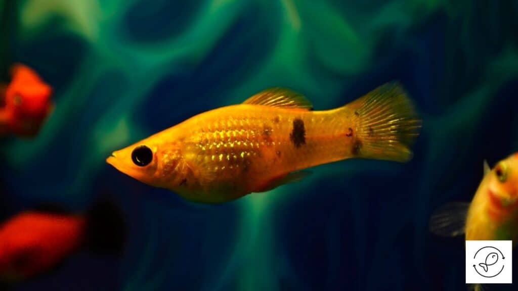 Sailfin Molly