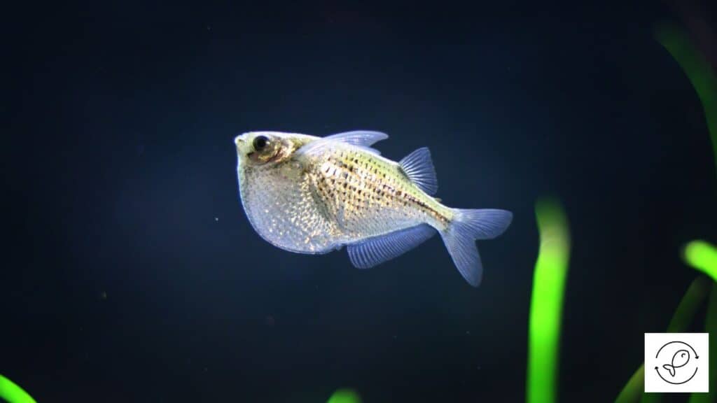Silver Hatchetfish