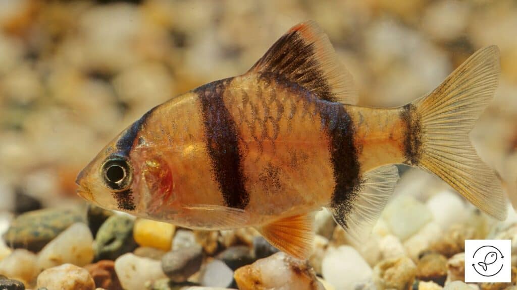 Tiger Barb