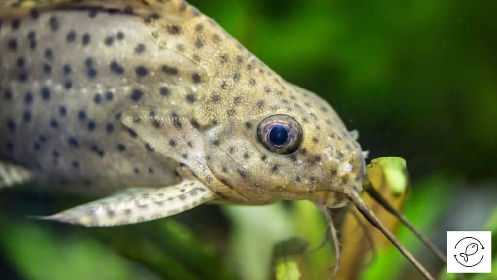 Upside-down Catfish