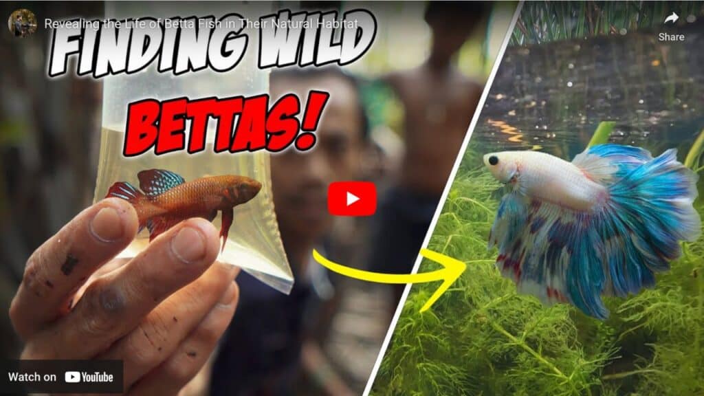 betta-origin-and-life