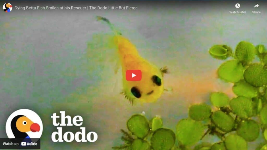 A rescued betta fish