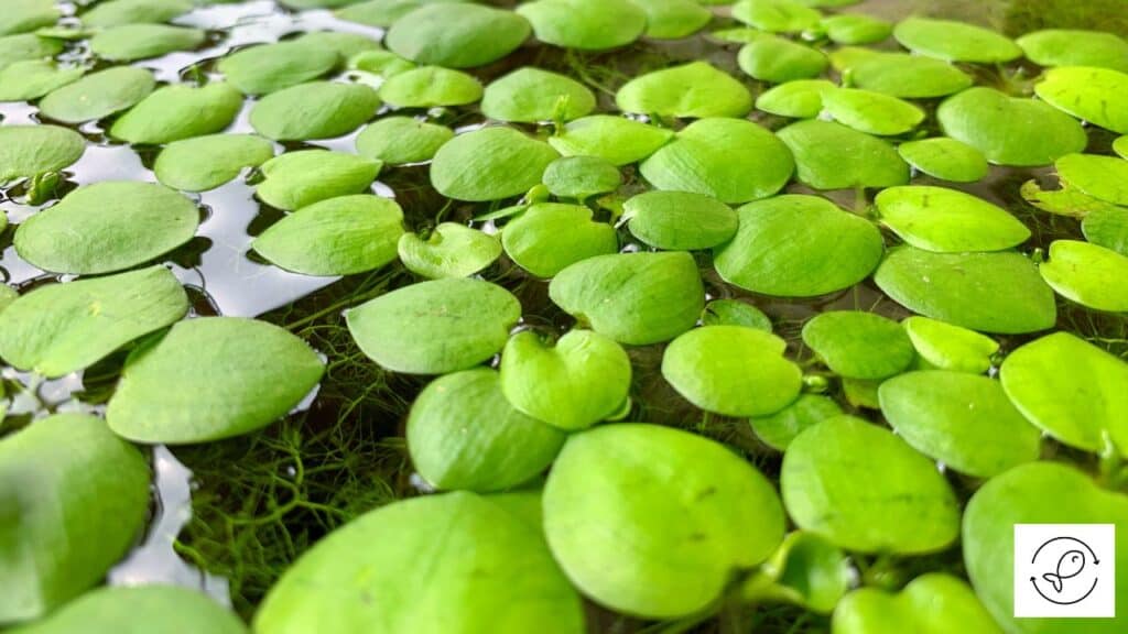 Amazon Frogbit