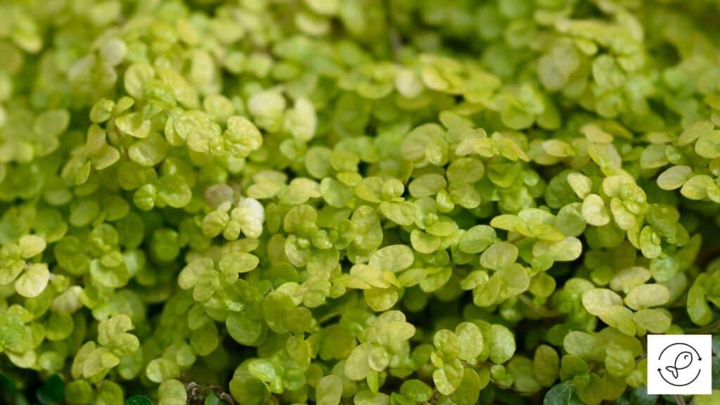 Baby Tears Plant