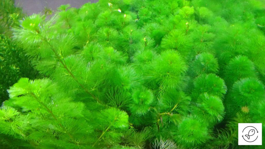 Carolina Fanwort
