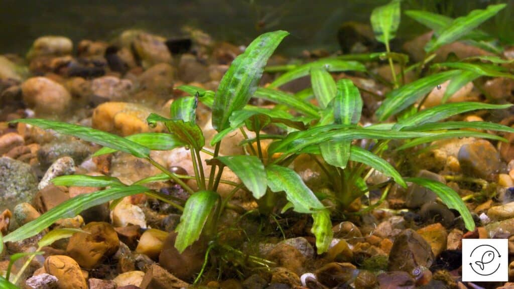 Cryptocoryne