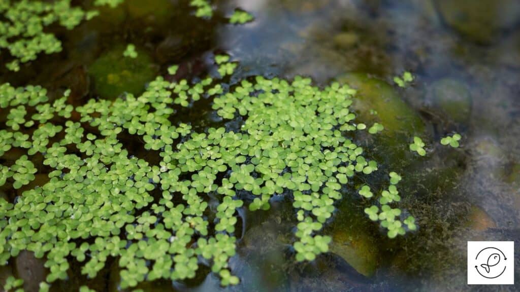 Duckweed