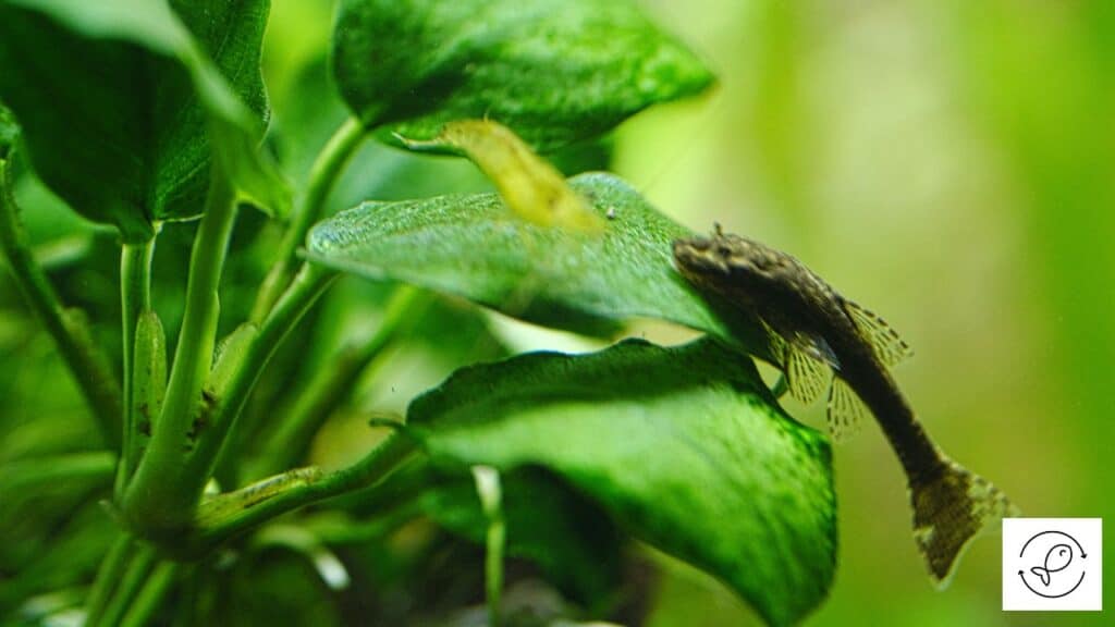 Dwarf Anubias