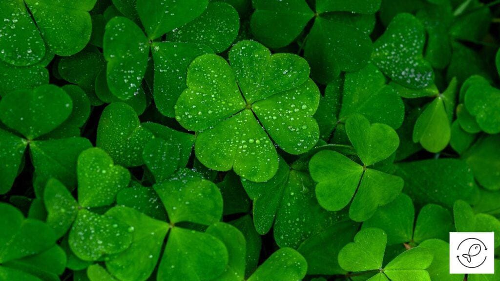 Dwarf Four-leaf Clover