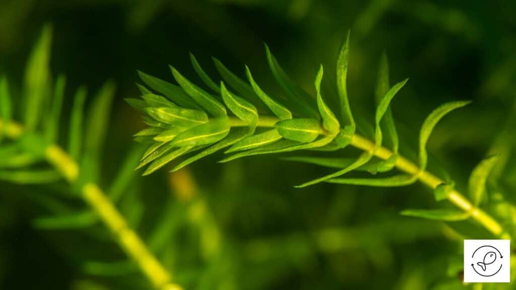Elodea