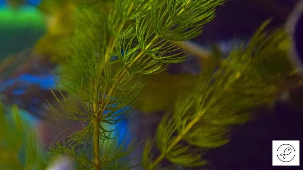 Hornwort