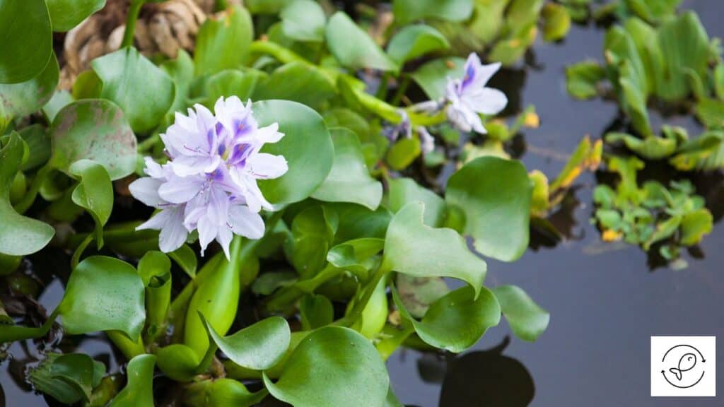 Water Hyacinth