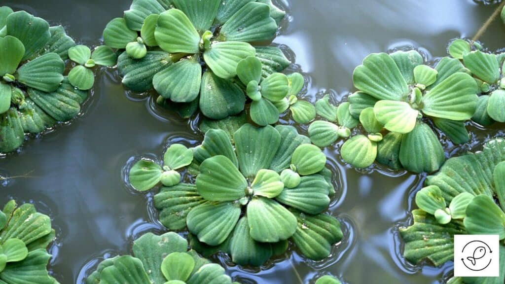 Water Lettuce